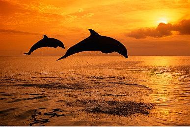 曝英伟达一半员工资产破亿元 近8成员工是百万富翁